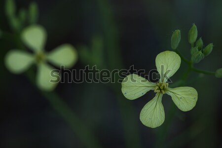 Winter Cress (Barbarea verna) Stock photo © pazham
