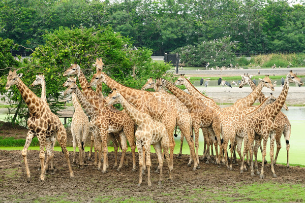 Giraffee Stock photo © pazham