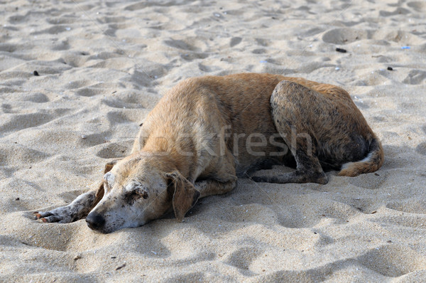 [[stock_photo]]: Abandonné · blessés · chien · plage · yeux · nature