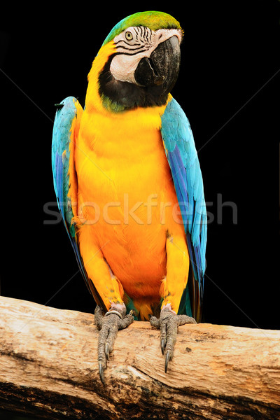 Macaw Stock photo © pazham