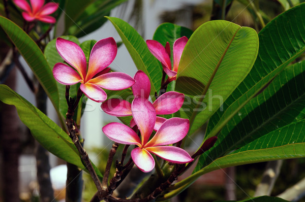 Roze bloemen vol bloeien bloem oranje Stockfoto © pazham