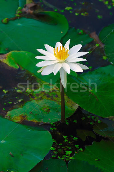 White Lily Stock photo © pazham