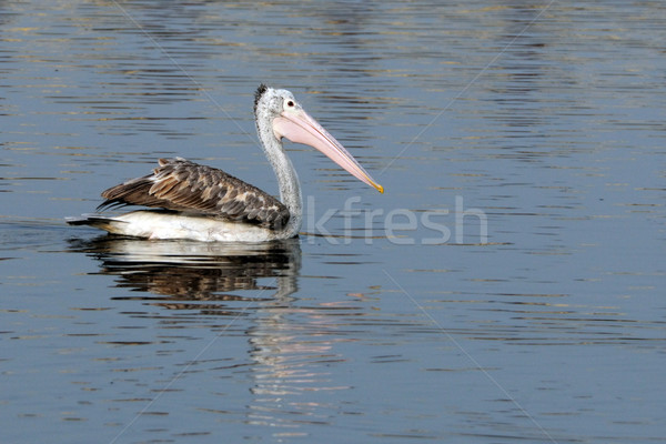 Pelicans Stock photo © pazham