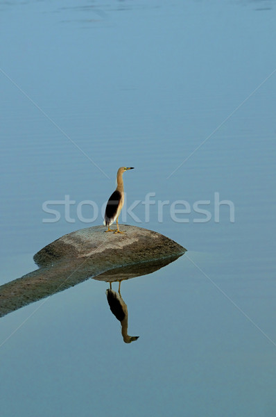 Indian Pond Heron Stock photo © pazham