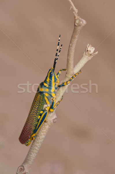 Painted Grasshopper Stock photo © pazham