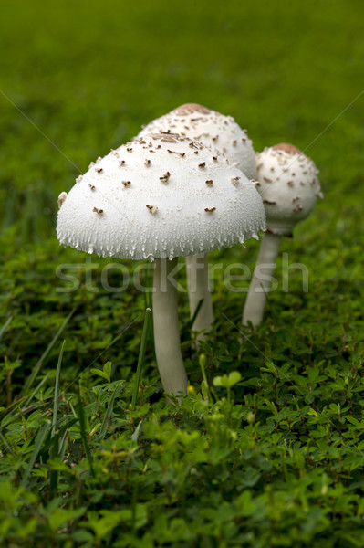 Mushroom Stock photo © pazham