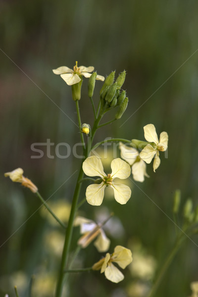 Dziedzinie musztarda Fotografia dziki kwiat tle Zdjęcia stock © pazham