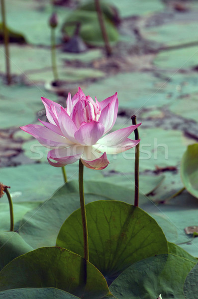 Lotus Pond Stock photo © pazham