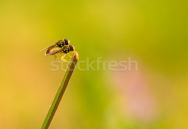 Robberfly Stock photo © pazham