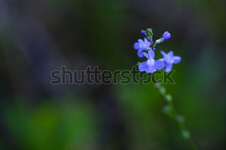 Blue Toadflax Stock photo © pazham