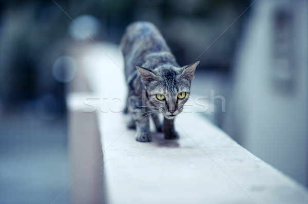 Cat on the Wall Stock photo © pazham