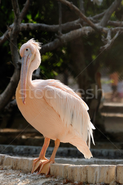 Pelican Stock photo © pazham
