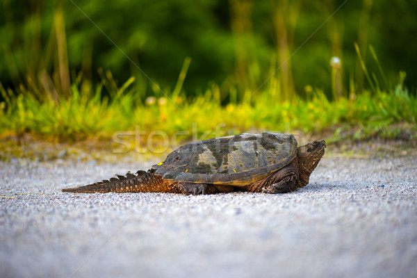 common Snapping Turtle Stock photo © pazham