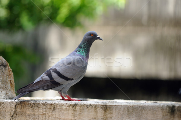 Gołębi ostrożny posiedzenia konkretnych ściany charakter Zdjęcia stock © pazham