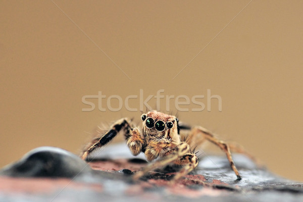 Jumping păianjen shot ochi frunze Imagine de stoc © pazham