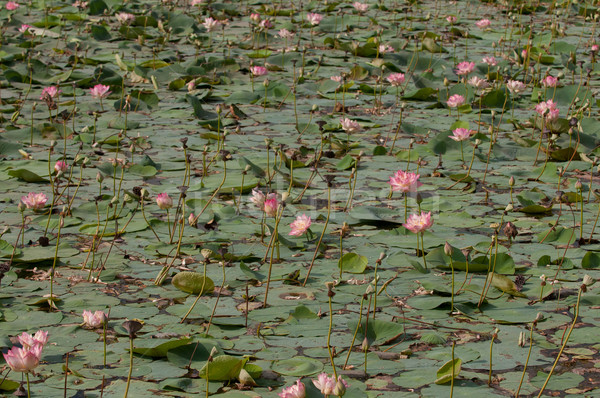 Lotus Pond Stock photo © pazham