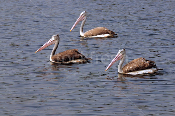 Pelicans Stock photo © pazham