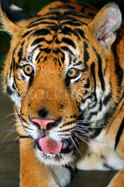 Tiger Stock photo © pazham