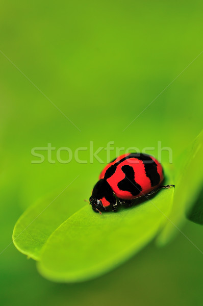 Lady Bug Stock photo © pazham