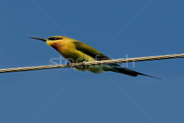 Blue Tail Bee Eater Stock photo © pazham