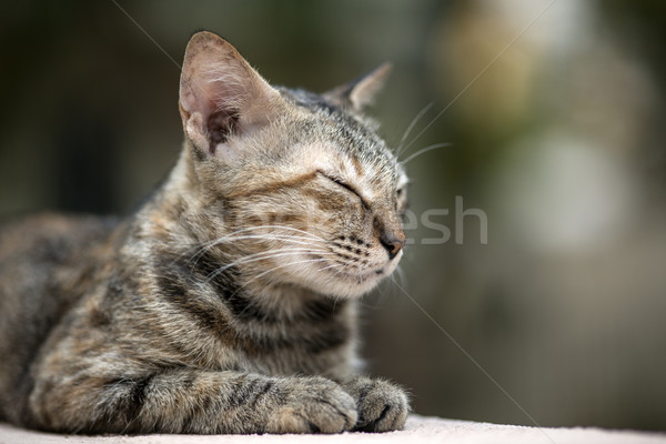 Cat on the Wall Stock photo © pazham