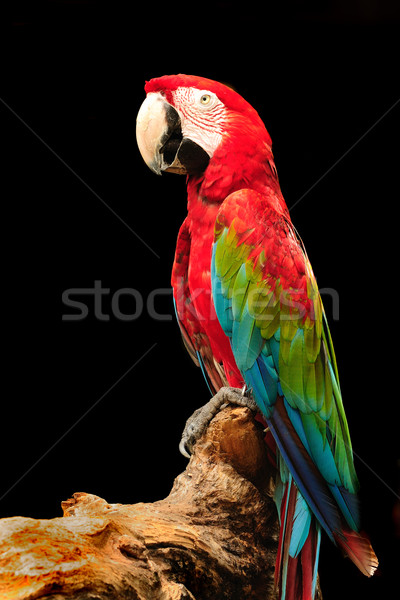 Macaw Stock photo © pazham