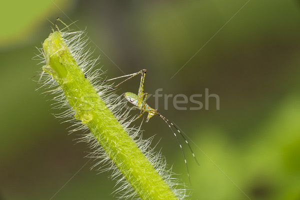 Inmaduro flor verde jóvenes hermosa medio ambiente Foto stock © pazham