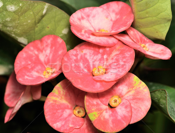 Crown of thorns Stock photo © pazham