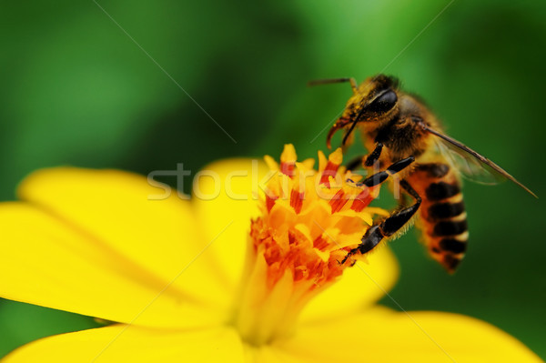 Pollination Stock photo © pazham