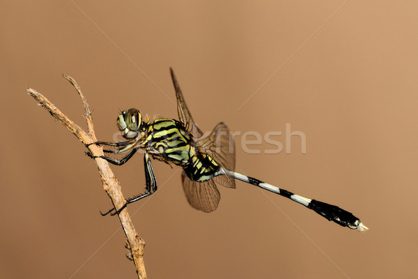 Сток-фото: зеленый · ястреб · красивой · Dragonfly · глаза · лес