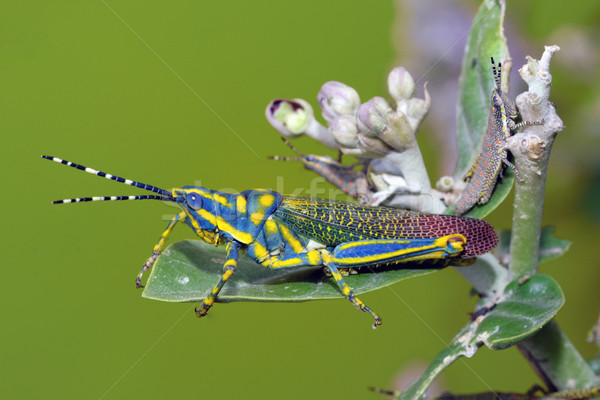 Painted Grasshopper Stock photo © pazham