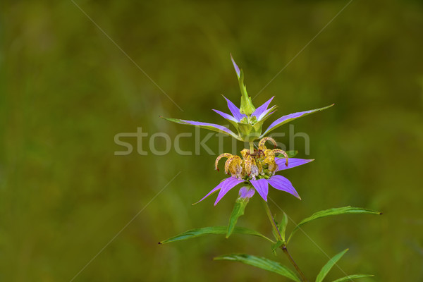Spotted Bee-balm (Monarda punctata) Stock photo © pazham