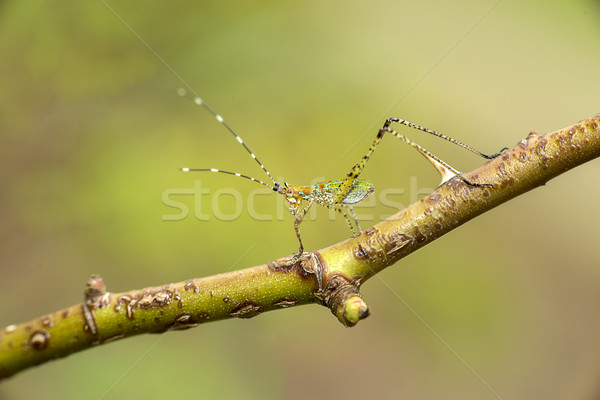 Onvolwassen blad groene mooie nieuwe bush Stockfoto © pazham