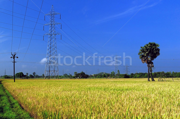 Landbouw weelderig gouden veld klaar oogst Stockfoto © pazham