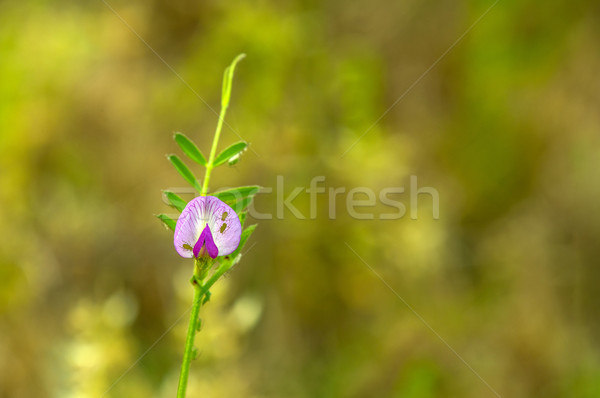 Foto bloemen natuur blad veld Stockfoto © pazham