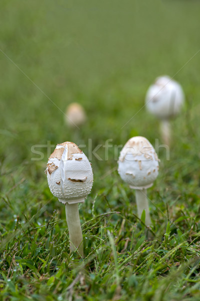 mushroom Stock photo © pazham
