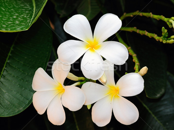 Witte bloem vol bloeien natuur tuin Stockfoto © pazham