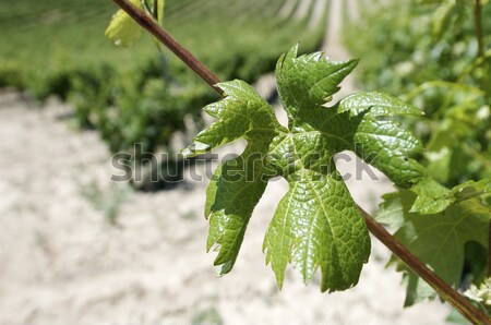 vineyard Stock photo © pedrosala