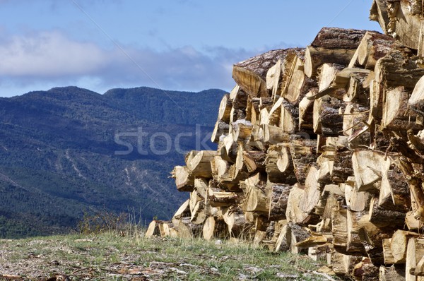 Gruppe Kiefer geschnitten Himmel Textur Holz Stock foto © pedrosala