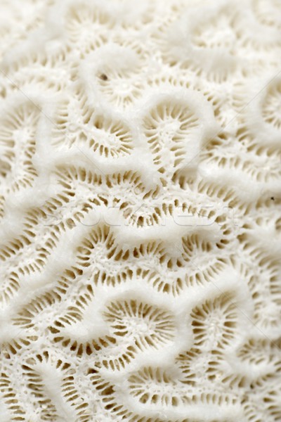 Corail texture détail blanche eau nature [[stock_photo]] © pedrosala