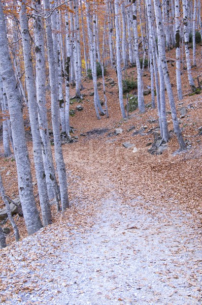 forest road Stock photo © pedrosala