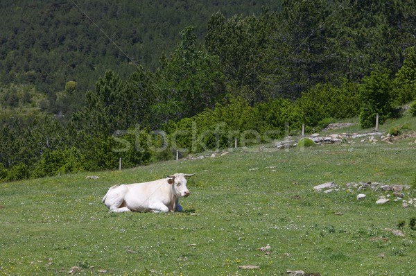 cow Stock photo © pedrosala