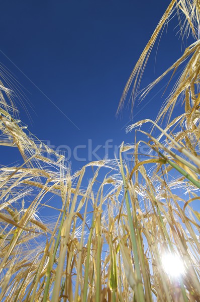 Au-dessous grain ciel soleil domaine espace [[stock_photo]] © pedrosala