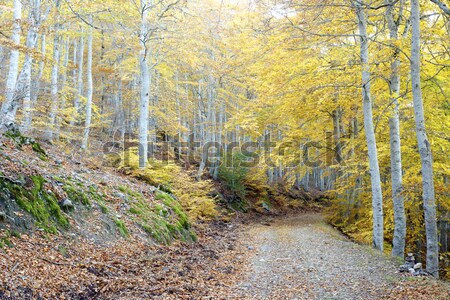 Orman yol sonbahar doğal park ağaç Stok fotoğraf © pedrosala