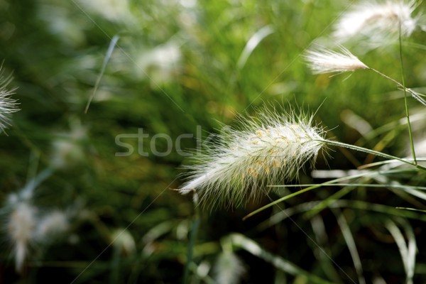 [[stock_photo]]: Plumes · herbe · fleur · nature · jardin