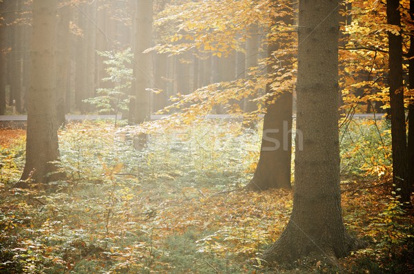 Autunno foresta repubblica foglia alberi Foto d'archivio © pedrosala