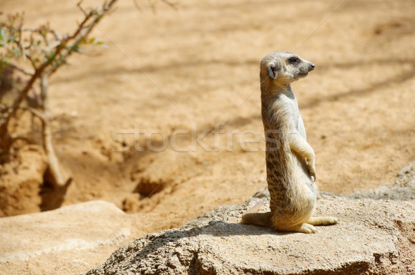 Meerkat in a zoo Stock photo © pedrosala