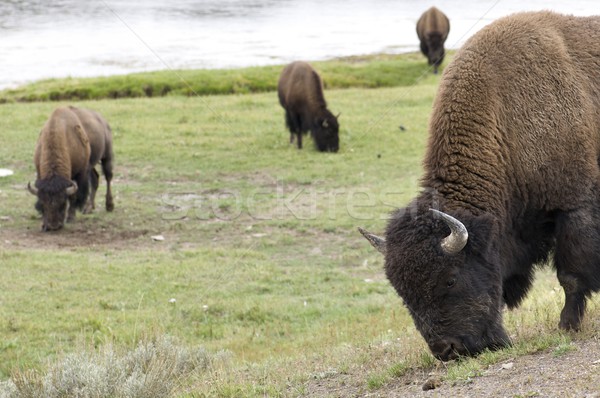 Bison Stock photo © pedrosala