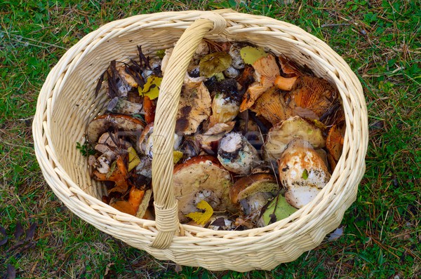 mushroom basket Stock photo © pedrosala