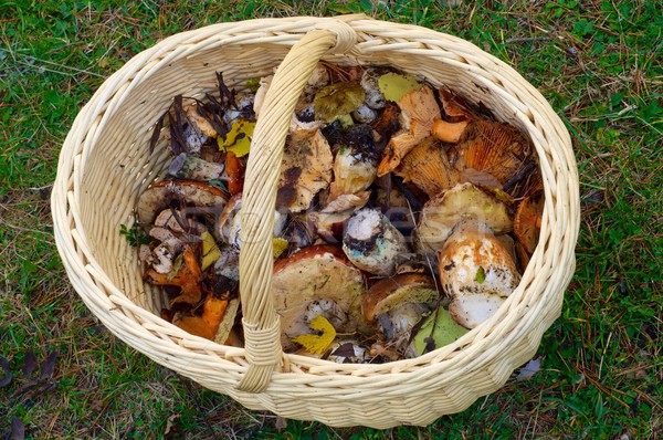 Champignon mand vallei bos groene najaar Stockfoto © pedrosala